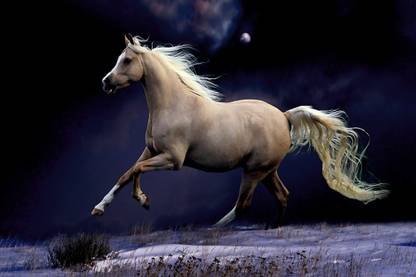 Scenery Horse Poster: on 300gsm US Imported Paper with Gloss Lamination (Unframed) With 3M Orginal Double Side Tape for Easily Stick Photographic Paper