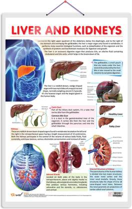 LIVER AND KIDNEY CHART | Essential Organs: Liver and Kidney Anatomy Chart Paper Print