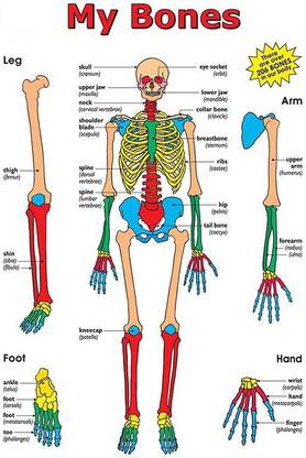 Poster | Body Part Bone Poster | Educational Poster | Wall Chart | Colorful | School Poster | Learning Chart-100yellow Paper Print