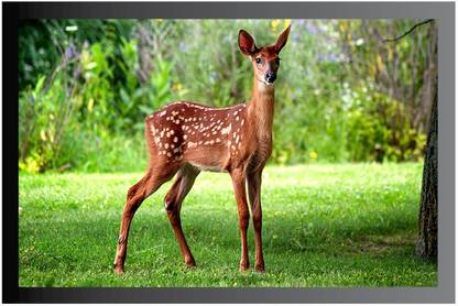 Animals Deer Nature Poster with Frame Gloss Lamination M90 Paper Print