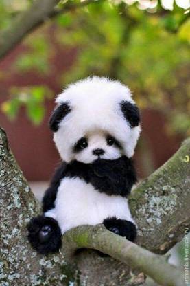 Panda Poster for Room Wall Decoration, Size - 12 X 18 inches || VE EB ART 14895 Paper Print