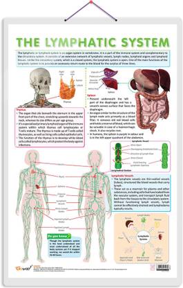 THE LYMPHATIC SYSTEM CHART | Understanding Lymphatic Pathways: Interactive Anatomy Chart Paper Print