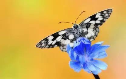 Titli Insect butterfly poster & Titli POSTERS, Dragonfly Poster, Insects Poster ...