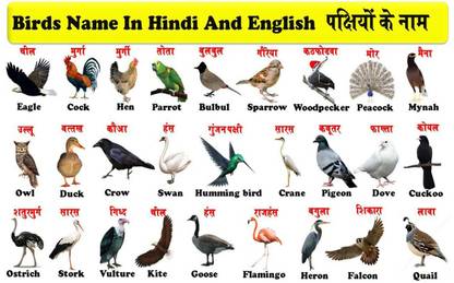 Birds Name Chart Poster with Gloss Lamination Paper Print