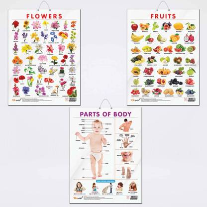 FRUITS CHART GLOSS LAMINATED, FLOWERS CHART GLOSS LAMINATED, and PARTS OF BODY CHART GLOSS LAMINATED | combo of 3 charts |Colorful Trio Enhancing Kids' Learning Adventures Paper Print