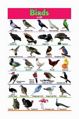 Birds Name Chart Poster with Gloss Lamination Paper Print
