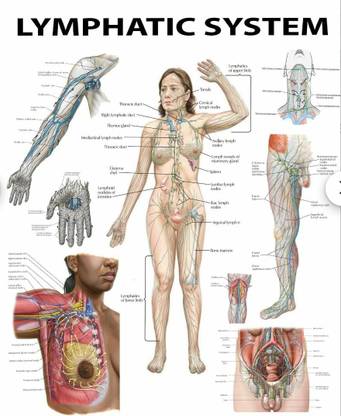 The Lymphatic System: A Comprehensive Visual Guide Photographic Paper