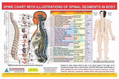 Spine Chart - Spinal Segments Paper Print (18 inch X 12 inch) Fine Art Print