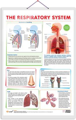 THE RESPIRATORY SYSTEM CHART | The Breath of Life: Exploring the Respiratory System Chart Paper Print