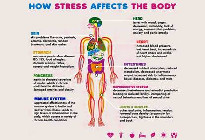 Poster How Stress Affects The Body sl11863 (Large Poster, 36x24 Inches, Banner Media, Multicolor) Fine Art Print