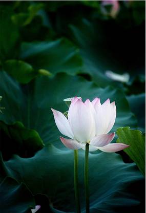 A4 Size lotus flower poster.18 Fine Art Print