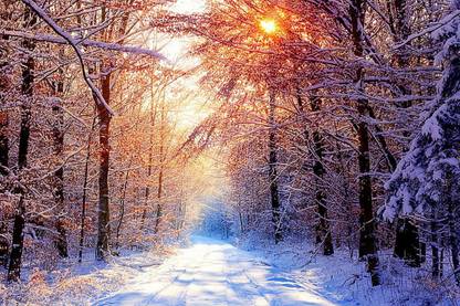 christmas ice snow tree Poster, Wallpaper Paper Print