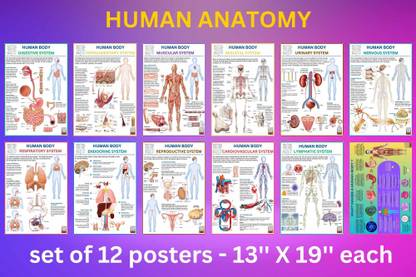 HUMAN ANATOMY SET OF 12 POSTERS Paper Print