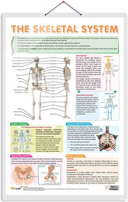 THE SKELETAL SYSTEM CHART | The Marvels of Human Skeleton: A Comprehensive Educational Chart Paper Print
