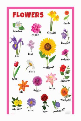 Flowers Name Chart Poster with Gloss Lamination Paper Print
