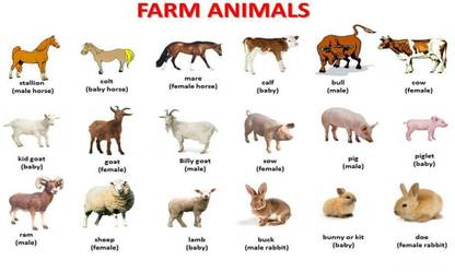 Animals Name Chart Poster with Gloss Lamination Paper Print