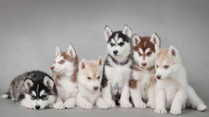 Poster Husky Dogs Puppy Cute Blue Eyes Dog sl-13031 (Wall Poster, 13x19 Inches, Matte Paper, Multicolor) Fine Art Print
