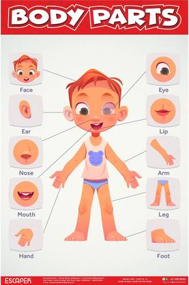Body Parts Chart for Kids learning (11.5 x 17.5 inches) Photographic Paper