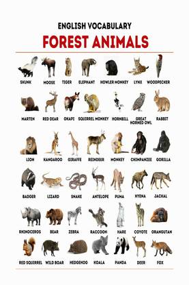 Animals Name Chart Poster with Gloss Lamination Paper Print