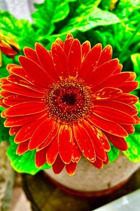 Flower Poster for Room Wall Decoration, Size - 12 X 18 inches || VE EB ART 9422 Paper Print