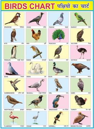 Early Learning Educational Charts for Kids | Birds Chart For Kids | 20x30Inch (51x76cm)| Laminated chart | Perfect for Homeschooling, Kindergarten and Nursery Students| Waterproof and Non tearable Wall Chart | Gloss Laminated Paper Print. Paper Print