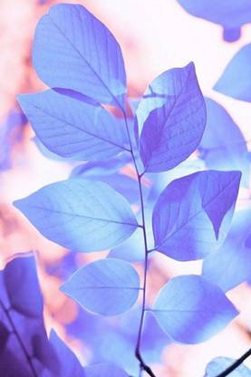 Flower Poster for Room Wall Decoration, Size - 12 X 18 inches || VE EB ART 9209 Paper Print