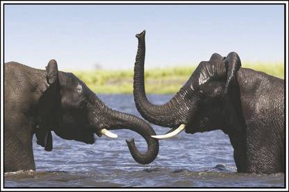 Poster Two Elephants Bathing sl-13926 (Wall Poster, 13x19 Inches, Matte Paper, Multicolor) Fine Art Print