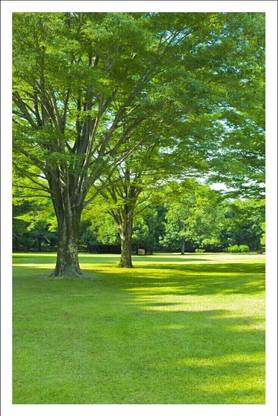 LUSH GREEN SCENE LANDSCAPE-VASTU REMEDY, PAINTING GREEN SCENE / VASTU GREEN SCENERY WITHOUT FRAME GREEN SCENE Photographic Paper