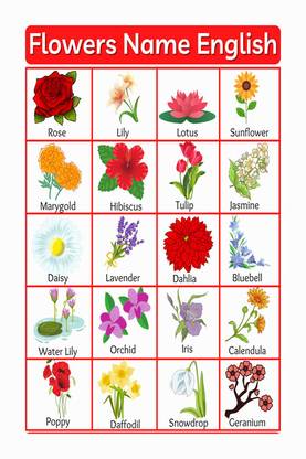 Flowers Name Chart Poster with Gloss Lamination Paper Print