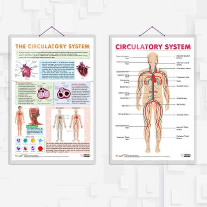 THE CIRCULATORY SYSTEM chart and CIRCULATORY SYSTEM chart | combo of 2 chart | Anatomy and Function of the Circulatory System Paper Print