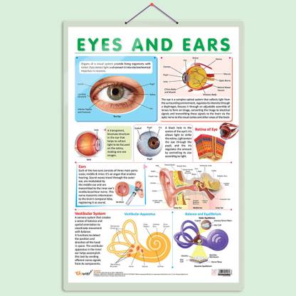 EYES AND EARS CHART | Insight into the Senses: Comprehensive Eyes and Ears Chart Paper Print