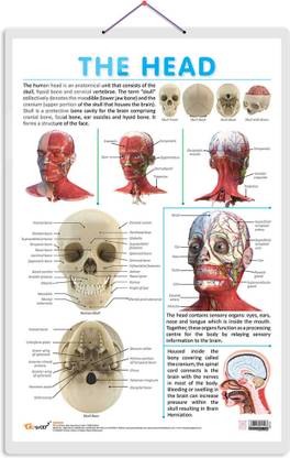 THE HEAD CHART | Discovering the Human Head: Comprehensive Anatomy Chart Paper Print