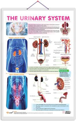 THE URINARY SYSTEM CHART | Understanding the Urinary System: Chart and Diagrams Paper Print