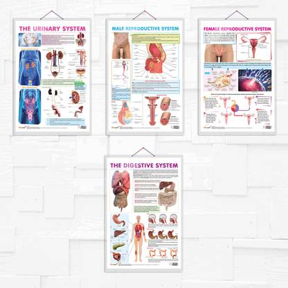 THE URINARY SYSTEM, MALE REPRODUCTIVE SYSTEM, FEMALE REPRODUCTIVE SYSTEM and THE DIGESTIVE SYSTEM chart | combo of 4 charts | Comprehensive Human Anatomy Charts: Urinary System, Male Reproductive System, Female Reproductive System, and Digestive System Paper Print
