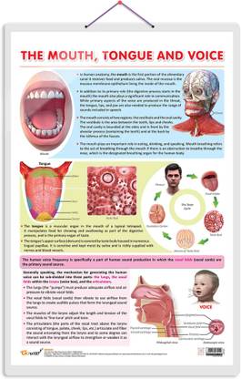 THE MOUTH, TONGUE AND VOICE CHART | The Art of Communication: Interactive Mouth, Tongue, and Voice Poster Paper Print