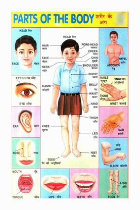 Human Body Part Name Chart Poster with Gloss Lamination Paper Print