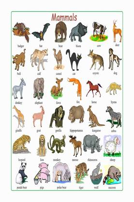 Animals Name Chart Poster with Gloss Lamination Paper Print