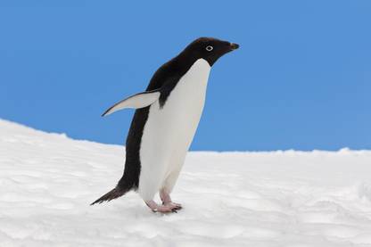 Adelie Penguin Poster Multicolor Photo Paper Print Poster Photographic Paper