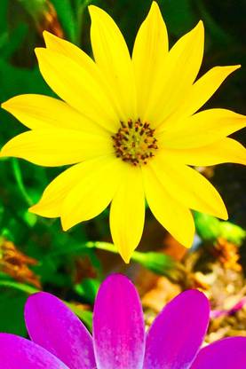 Flower Poster for Room Wall Decoration, Size - 12 X 18 inches || VE EB ART 9421 Paper Print