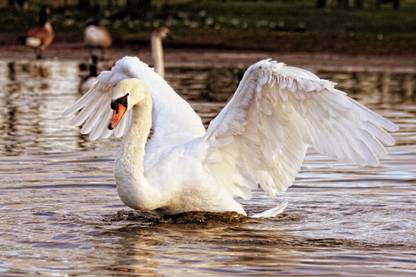 White Duck Paper Poster ( Poster 12X18 Inch Rolled ) Paper Poster Paper Print Paper Print
