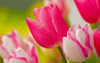 Poster Nature Tulip Flowers Red Flower Yellow Flower Colors Colorful Field Nature Purple Flower sl12164 (Wall Poster, 13x19 Inches, Multicolor) Fine Art Print