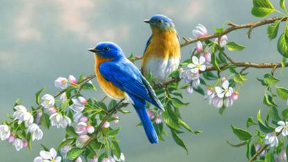 BEAUTIFUL BIRDS HD POSTER Paper Print