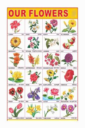 Flowers Name Chart Poster with Gloss Lamination Paper Print
