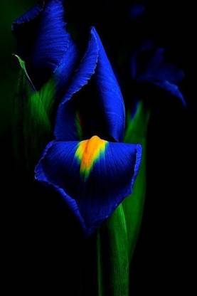 Flower Poster for Room Wall Decoration, Size - 12 X 18 inches || VE EB ART 9362 Paper Print