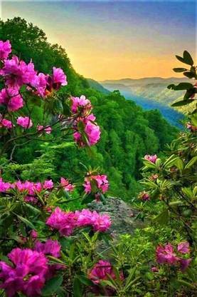 Flower Poster for Room Wall Decoration, Size - 12 X 18 inches || VE EB ART 9108 Paper Print