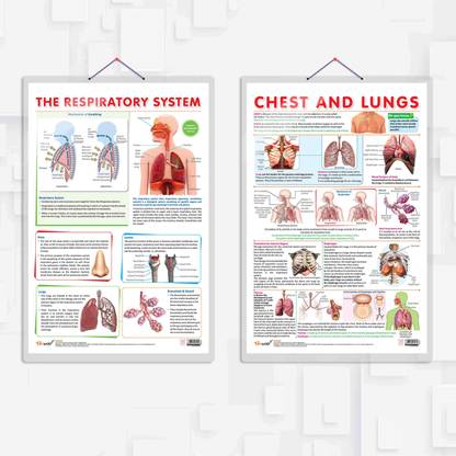 THE RESPIRATORY SYSTEM chart and CHEST AND LUNGS chart | combo of 2 Chart | Breathing Unveiled: The Respiratory System and Chest & Lungs Paper Print