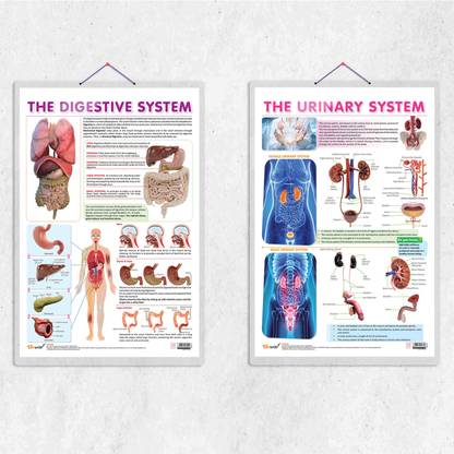 THE URINARY SYSTEM chart and THE DIGESTIVE SYSTEM chart | combo of 2 chart | Mastering the Urinary and Digestive Systems: In-Depth Insights Paper Print