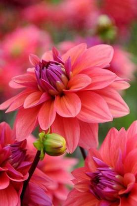 Flower Poster for Room Wall Decoration, Size - 12 X 18 inches || VE EB ART 9174 Paper Print