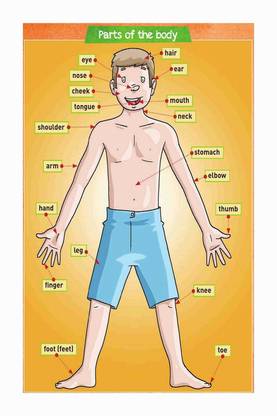 Human Body Part Name Chart Poster with Gloss Lamination Paper Print