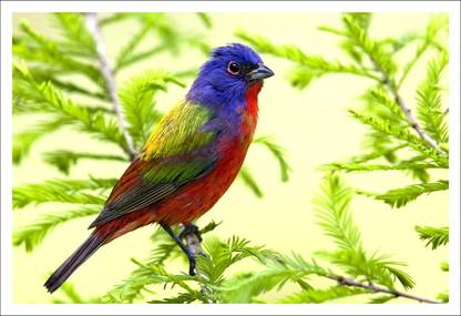TCS clean display bird wallpaper with digital print size 13"x19" Photographic Paper